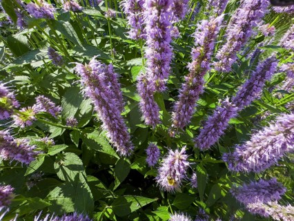 Scented nettle, aniseed-scented nettle, aniseed hyssop, aniseed giant hyssop (Agastache foeniculum)