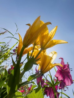 Yellow lily (Lilium cultorum) and purple lily (Lilium brownii var. viridulum), against a blue sky,