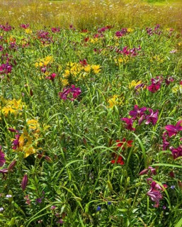 Yellow lily (Lilium cultorum) and purple lily (Lilium brownii var. viridulum)