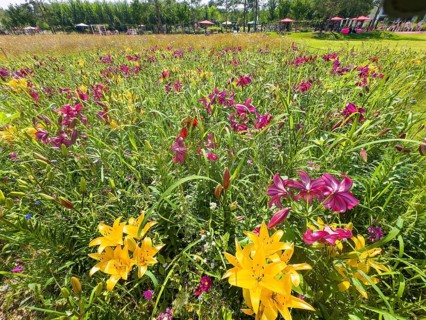 Yellow lily (Lilium cultorum) and purple lily (Lilium brownii var. viridulum)