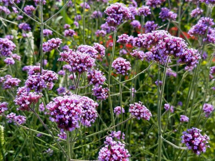 Purpletop vervain, Argentine verbena (Verbena bonariensis)