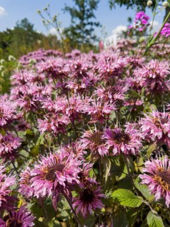 Golden balm, Indian nettle, scarlet monard (Monarda didyma)