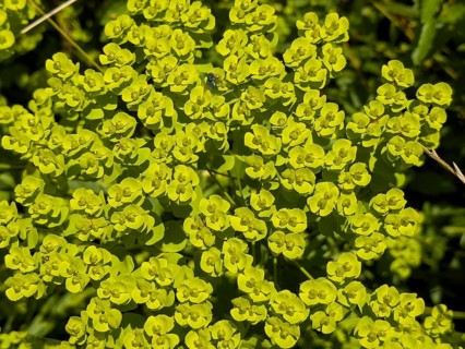 Cypress spurge, cypress-leaved spurge, warthog, milkweed, dullweed (Euphorbia cyparissias)