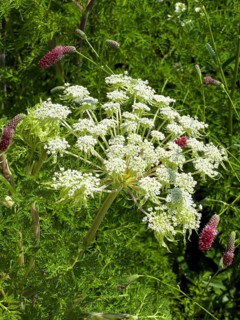 Haller's laserwort, Haller's laserwort, Haller's laserwort (Laserpitium halleri)