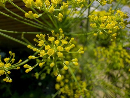 Dill, devil's dill, cucumber herb, dill fennel, dill weed (Anethum graveolens)