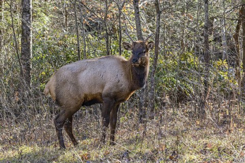 Wild North American Elk roaming free near the Oconaluftee Visitor Center at Great Smoky Mountains