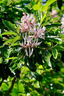 Calodendrum capense, Cape chestnut, Calodendrum tree, flower, flowering, Kirstenbosch Botanical