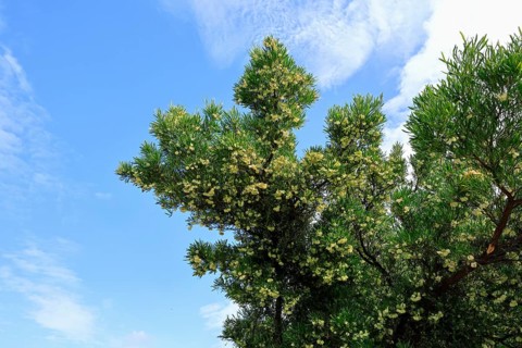Dodonaea thunbergiana, tree, flowering, plant, Karoo Desert Botanic Garden, Worcester, Western