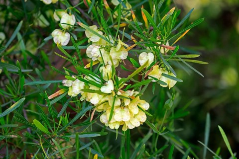 Dodonaea thunbergiana, tree, flowering, flowers, plant, Karoo Desert Botanic Garden, Worcester,
