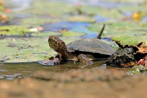 Pan Hinged Terrapin (Pelusios subniger), adult, in water, Kruger, Kruger National Park, South