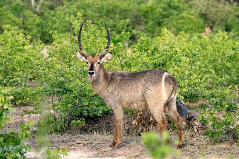 Ellipse waterbuck (Kobus ellipsiprymnus), adult, male, foraging, vigilant, Kruger, Kruger National