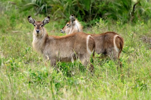 Ellipse waterbuck (Kobus ellipsiprymnus), half-grown male, two half-grown males, foraging, alert,