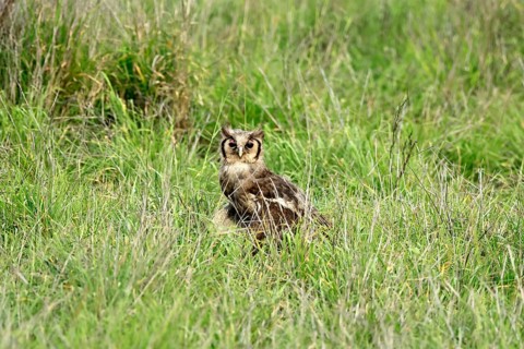 Blassuhu (Ketupa lactea), milk eagle owl, adult, alert, on the ground, foraging, Kruger, Kruger