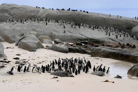 African penguin (Spheniscus demersus), adult, on land, colony, beach, rocks, Boulders Beach,
