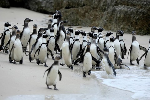 African penguin (Spheniscus demersus), adult, group, beach, Boulders Beach, Simonstown, Western