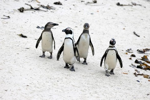 African penguin (Spheniscus demersus), adult, group, running, beach, Boulders Beach, Simonstown,