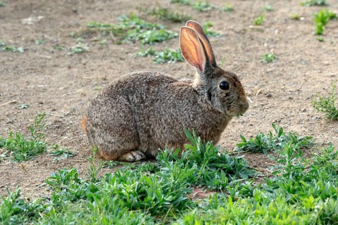 Bush hare (Lepus saxatilis), adult, feeding, foraging, alert, Montain Zebra National Park, Eastern
