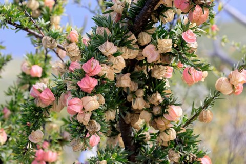 Chinese lantern tree (Nymania capensis), lantern flower, bush, flowering, flower, Karoo Desert