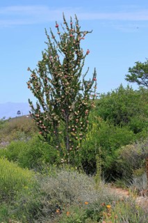 Chinese lantern tree (Nymania capensis), lantern flower, bush, flowering, flower, Karoo Desert