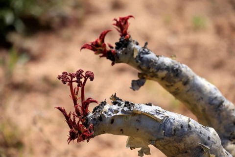 Cyphostemma juttae, plant, succulent, sprouting, Karoo Desert Botanic Garden, Worcester, Western