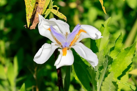 Dietes grandiflora, flower, flowering, Kirstenbosch Botanical Gardens, Cape Town, South Africa
