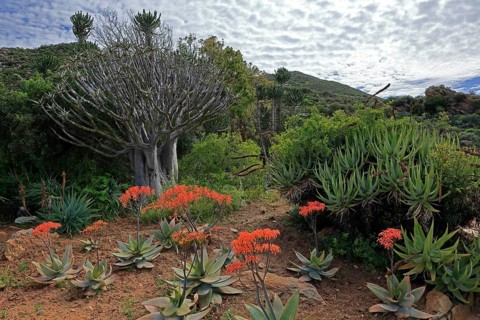 Aloes, various, flower, flowering, Karoo Desert Botanic Garden, Worcester, Western Cape, South