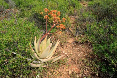 Aloe buhrii, flower, flowering, Karoo Desert Botanic Garden, Worcester, Western Cape, South Africa