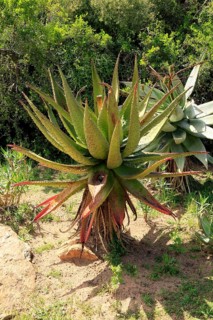 Aloe marlothii, Bergaloe, young plant, Karoo Desert Botanic Garden, Worcester, Western Cape, South