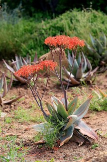 Aloe striata, coral aloe, flower, flowering, Karoo Desert Botanic Garden, Worcester, Western Cape,