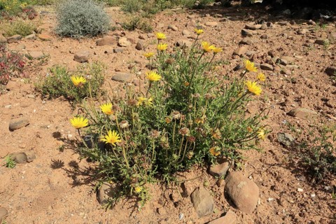 Bear chamomile (Ursinia speciosa), Beautiful bear chamomile, Karoo Desert Botanic Garden,