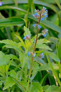 Anchusa capensis, Cape ox tongue, flower, flowering, Kirstenbosch Botanical Gardens, Cape Town,
