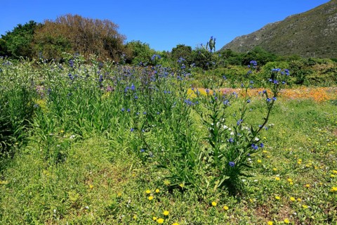 Anchusa capensis, Cape ox tongue, flower, flowering, Kirstenbosch Botanical Gardens, Cape Town,