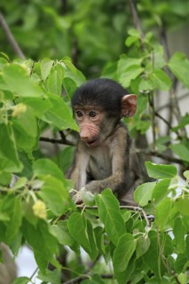 Bear baboon, chacma baboon (Papio ursinus), young, baby, sitting on tree, fragile, Kruger, Kruger