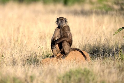 Bear baboon, Tschakma baboon (Papio ursinus), adult, sitting on termite mound, alert, Kruger,