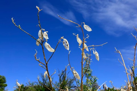 Balloon pea (Lessertia frutescens), Karoo Botanic Garden, Worcester, Western Cape, South Africa
