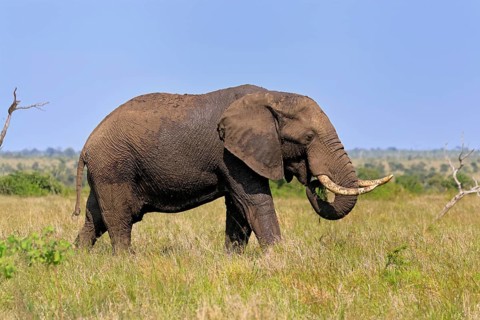 African elephant (Loxodonta africana), adult, foraging, feeding, Kruger, Kruger National Park,