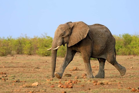 African elephant (Loxodonta africana), adult, running, foraging, Kruger, Kruger National Park,