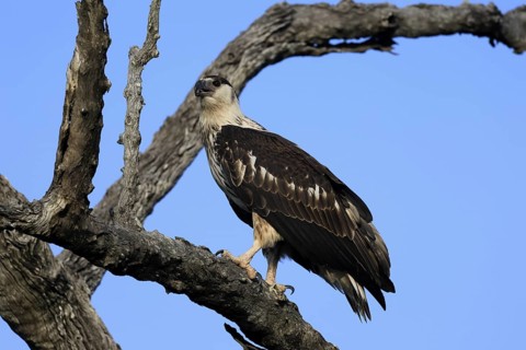 Acacia Eagle (Aquila spilogaster), African Hawk-eagle, adult, on tree, alert, Kruger, Kruger