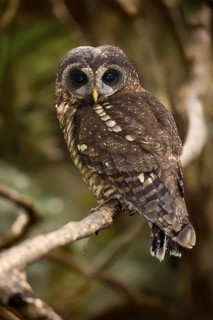 African Tawny Owl (Strix woodfordii), African Tawny Owl, African Bush Owl, African Tawny Owl,
