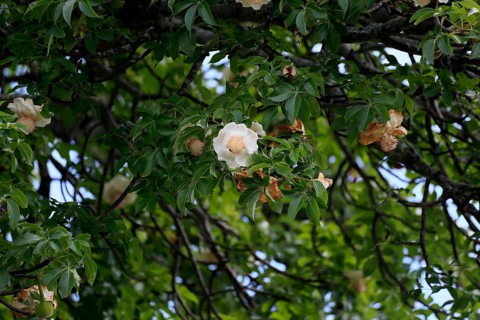 African baobab (Adansonia digitata), African baobab, flowers, flowering, foliage, Kruger, Kruger