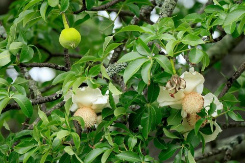 African baobab (Adansonia digitata), African baobab, flowers, flowering, leafy, fruit, Kruger,