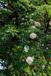African baobab (Adansonia digitata), African baobab, flowers, flowering, foliage, Kruger, Kruger