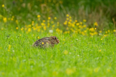 European hare (Lepus europaeus), Vulkaneifel, Rhineland-Palatinate, Germany