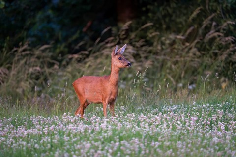Roe deer (Capreolus capreolus), female, Vulkaneifel, Rhineland-Palatinate, Germany