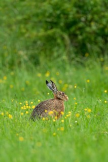 European hare (Lepus europaeus), Vulkaneifel, Rhineland-Palatinate, Germany