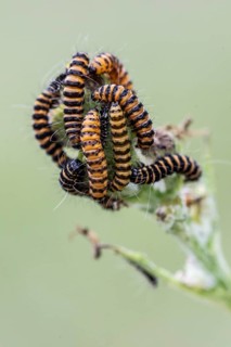 Caterpillars of the Jacob's wort blood bear (Tyria jacobaeae), Emsland, Lower Saxony, Germany