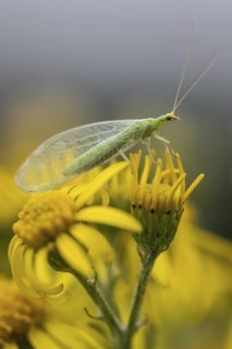 Lacewing (Chrysoperla carnea) on ragwort (Senecio jacobaea), Emsland, Lower Saxony, Germany