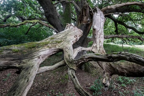 English oak (Quercus robur) in the Hutewald forest, Emsland, Lower Saxony, Germany