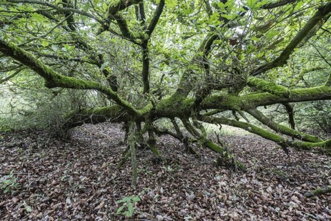 Fallen English oak (Quercus robur) in the Hutewald forest, Emsland, Lower Saxony, Germany