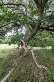 English oak (Quercus robur) in the Hutewald forest, Emsland, Lower Saxony, Germany